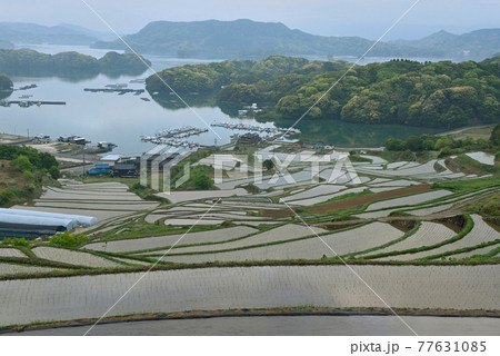 大浦の棚田 大浦の棚田 77631085