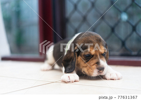 ビーグルの子犬の写真素材