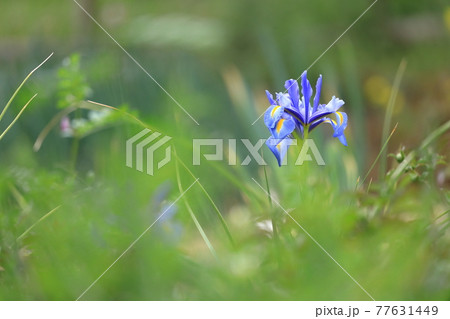 春の柔らかい日差しに揺れる凛と咲くアイリス 77631449