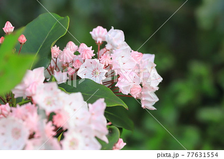 カルミア（アメリカ石楠花）の花とつぼみ 77631554