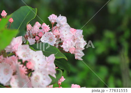 カルミア(アメリカ石楠花)の花とつぼみ カルミア(アメリカ石楠花)の花とつぼみ 77631555