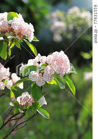 カルミア アメリカ石楠花 の花とつぼみの写真素材