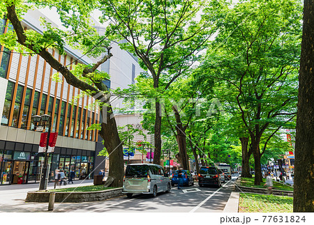 東京 府中市 けやき並木通り 東京 府中市 けやき並木通り 77631824