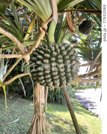 タコの木 77632069