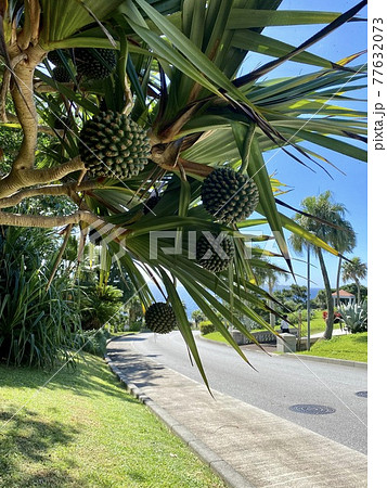 タコの木 77632073