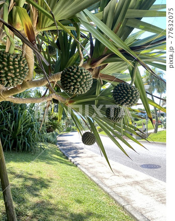 タコノキ タコノキ 77632075