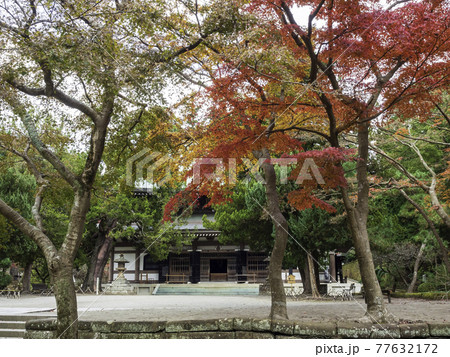 北鎌倉・円覚寺 仏殿と紅葉 北鎌倉・円覚寺 仏殿と紅葉 77632172