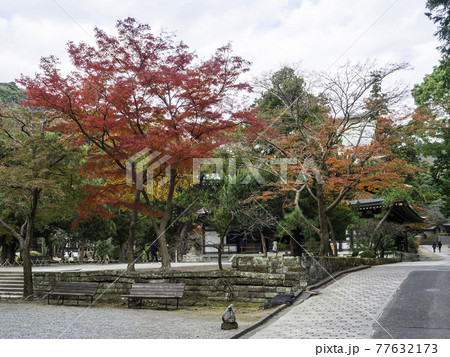 北鎌倉・円覚寺 仏殿と紅葉 北鎌倉・円覚寺 仏殿と紅葉 77632173