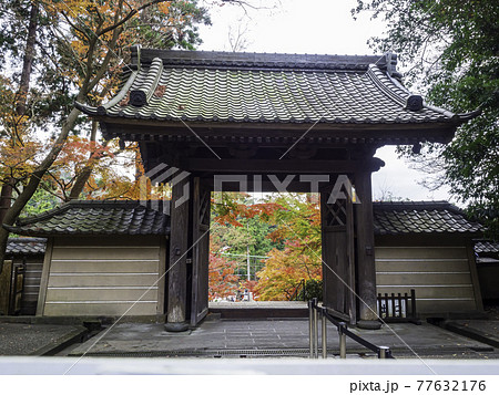 北鎌倉・円覚寺 総門と紅葉 北鎌倉・円覚寺 総門と紅葉 77632176