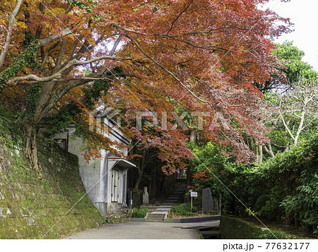 北鎌倉・建長寺 境内の紅葉 北鎌倉・建長寺 境内の紅葉 77632177