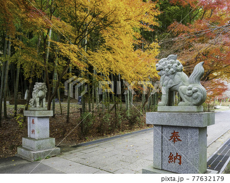 北鎌倉・建長寺　半僧坊の紅葉と狛犬 77632179
