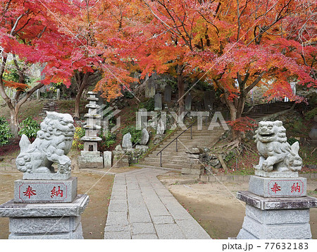 北鎌倉・建長寺 半僧坊の紅葉と狛犬 北鎌倉・建長寺 半僧坊の紅葉と狛犬 77632183