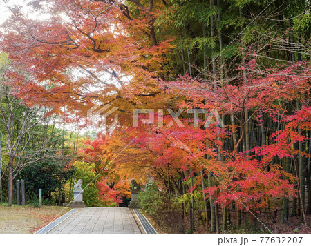 北鎌倉・建長寺　半僧坊の紅葉 77632207