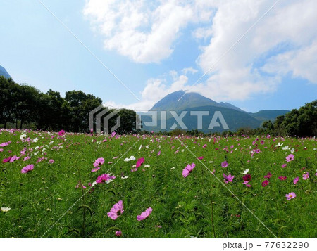 島原半島の秋　しまばら火張山花公園のコスモス畑　（長崎県島原市） 77632290