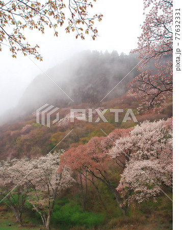 春爛漫の奈良県曽爾村 霧に霞む屏風岩 春爛漫の奈良県曽爾村 霧に霞む屏風岩 77632331