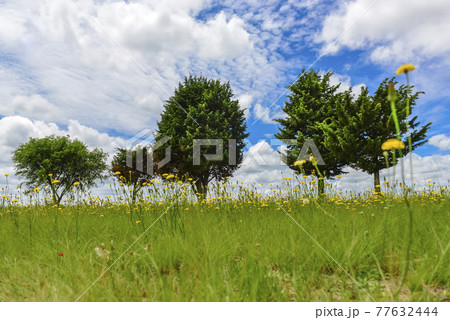Flowery landscape, La Pampa, Argentina 77632444