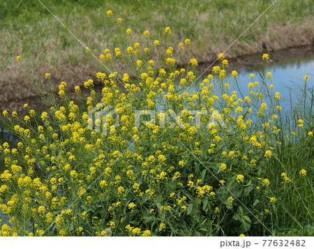 セイヨウカラシナの群生 セイヨウカラシナの群生 77632482