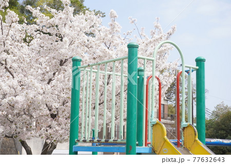 横浜市の公園のすべり台と綺麗に咲いている桜 横浜市の公園のすべり台と綺麗に咲いている桜 77632643