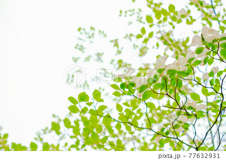 見上げた花水木 77632931