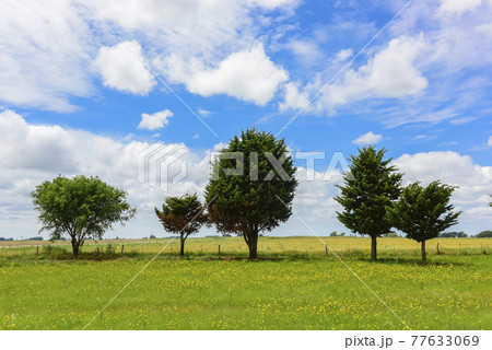 Flowery landscape, La Pampa, Argentina 77633069