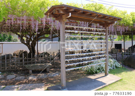 東京都葛飾区 東水元2丁目　業平山 南蔵院のしばられ地蔵　おみくじ掛け　出世牛 77633190