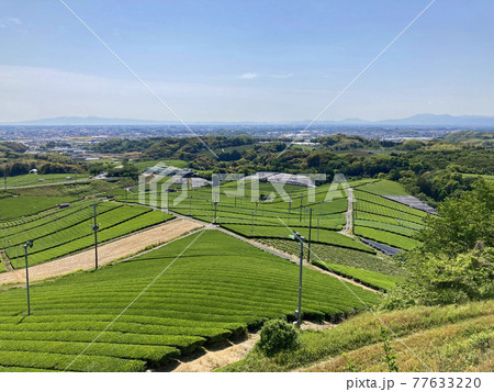 八女中央大茶園 77633220