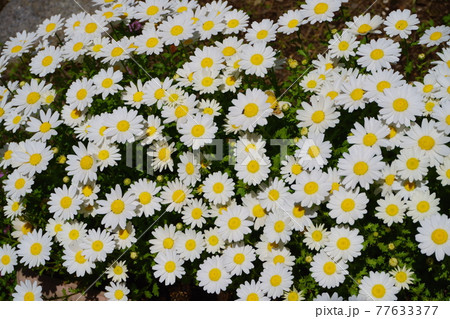 2021年4月18日撮影：白いヒナギクの花 77633377