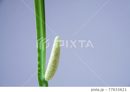 葉菖蒲の花 77633621