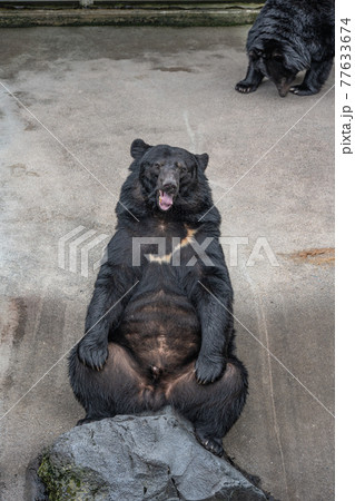 ニホンツキノワグマ 77633674