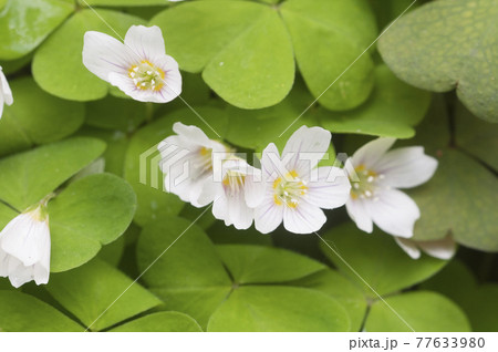 Wood Sorrel (Oxalis) flowers 77633980