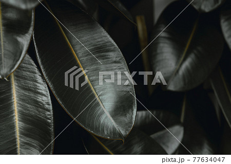 Indian Rubber Plant Ficus elastica plant leaf for modern home decoration tree nature background Indian Rubber Plant Ficus elastica plant leaf for modern home decoration tree nature background 77634047
