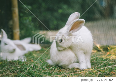 Cute White Rabbit wild pet animal in the backyard garden outdoor. Cute White Rabbit wild pet animal in the backyard garden outdoor. 77634162