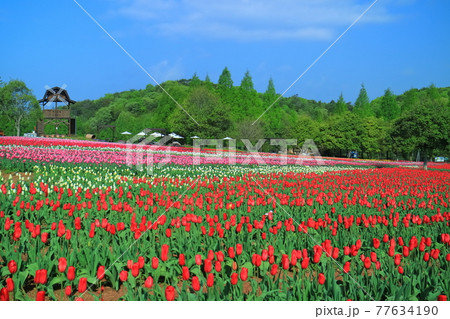 【広島県】晴天下の世羅高原農場(チューリップ祭) 【広島県】晴天下の世羅高原農場(チューリップ祭) 77634190