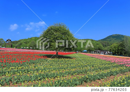 【広島県】晴天下の世羅高原農場(チューリップ祭) 【広島県】晴天下の世羅高原農場(チューリップ祭) 77634203