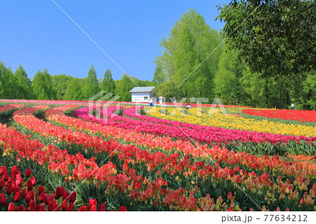【広島県】晴天下の世羅高原農場(チューリップ祭) 【広島県】晴天下の世羅高原農場(チューリップ祭) 77634212