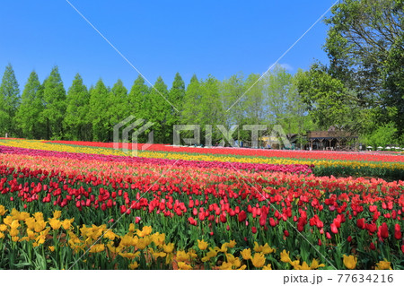 【広島県】晴天下の世羅高原農場(チューリップ祭) 【広島県】晴天下の世羅高原農場(チューリップ祭) 77634216