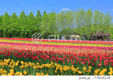 【広島県】晴天下の世羅高原農場（チューリップ祭） 77634218