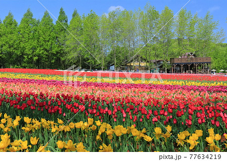 【広島県】晴天下の世羅高原農場(チューリップ祭) 【広島県】晴天下の世羅高原農場(チューリップ祭) 77634219