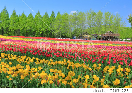 【広島県】晴天下の世羅高原農場（チューリップ祭） 77634223
