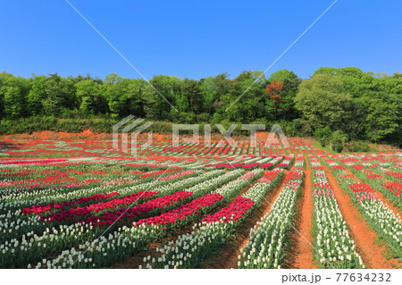 【広島県】晴天下の世羅高原農場(チューリップの花絵) 【広島県】晴天下の世羅高原農場(チューリップの花絵) 77634232