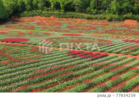 広島県 晴天下の世羅高原農場 チューリップの花絵 の写真素材