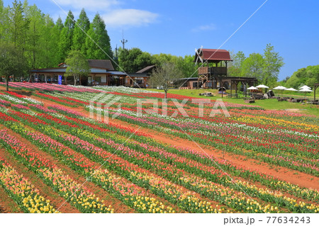 【広島県】晴天下の世羅高原農場（チューリップ祭） 77634243