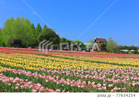 【広島県】晴天下の世羅高原農場(チューリップ祭) 【広島県】晴天下の世羅高原農場(チューリップ祭) 77634254
