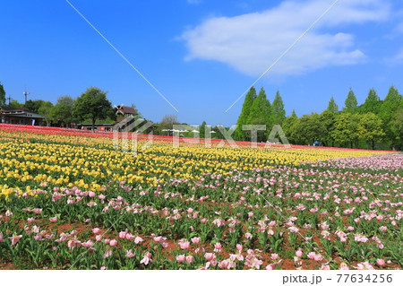 【広島県】晴天下の世羅高原農場（チューリップ祭） 77634256