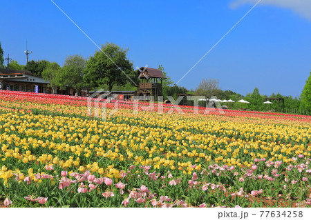【広島県】晴天下の世羅高原農場（チューリップ祭） 77634258