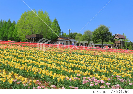 【広島県】晴天下の世羅高原農場（チューリップ祭） 77634260