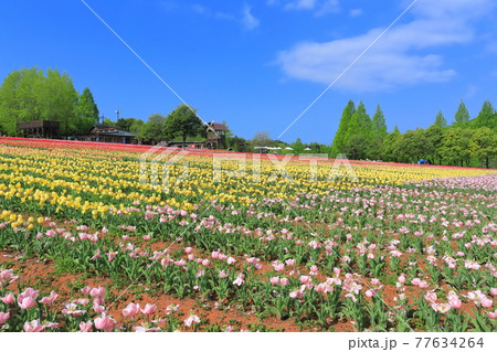 広島県 晴天下の世羅高原農場 チューリップ祭 の写真素材