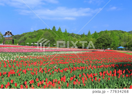 【広島県】晴天下の世羅高原農場（チューリップ祭） 77634268