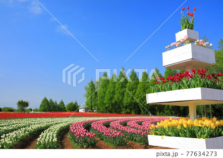 【広島県】晴天下の世羅高原農場(チューリップ祭) 【広島県】晴天下の世羅高原農場(チューリップ祭) 77634273