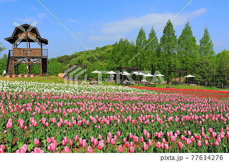 【広島県】晴天下の世羅高原農場(チューリップ祭) 【広島県】晴天下の世羅高原農場(チューリップ祭) 77634276